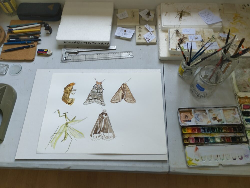 Peter Gulian – Sept 2025 Bioillustration